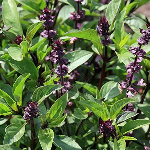 BASILICO LIQUIRIZIA (Ocimum basilicum)