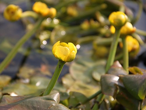 WASSERPFLANZEN WOLFF - Nuphar lutea im PFLANZKORB - Mummel - gelbe Teichrose - fix und fertig einsetzbar! - Seerosen-Gewächs - heimisch - winterhart