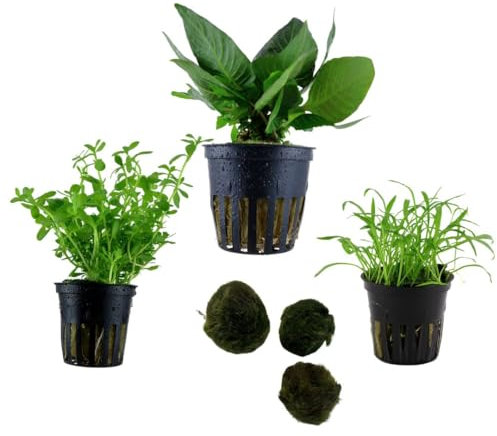 Sahawa Aquarienpflanzen-Set, 3-6 Topfpflanzen, Anubias, Farn, Stengelpflanzen, Mooskugeln, 5 cm Töpfe (Nr. 6 3 Pflanzen)
