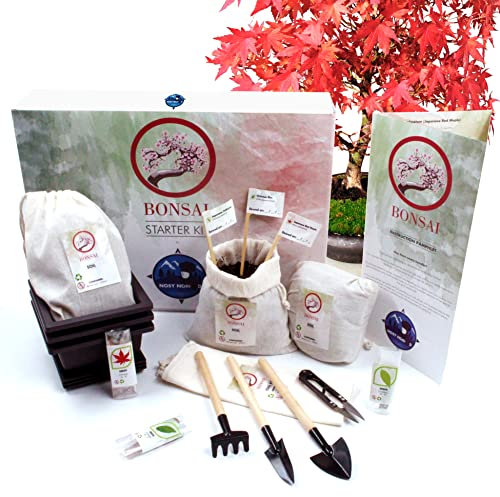Nosy Nomad Bonsai Baum Kit | Premium Authentisches Japanisches Bonsai Starter Kit - Enthält: 3 Sorten Bonsai Samen, Bonsai Erde, Töpfe und ein Werkzeug Set in Einer Aatemberaubenden Geschenk-Box