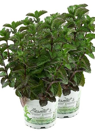 2er Set Grapefruit-Minze, Minze Pflanze, Winterhart (Mentha suaveolens x piperita)