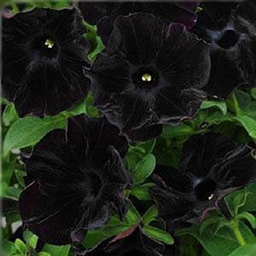 Petunia Trailing 'Back to Black' Summer Garden/Basket Plug Plants Pack x6