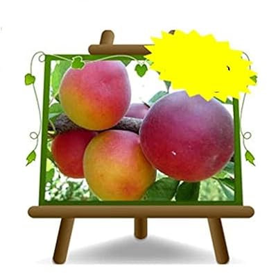 Prunes Biricoccolo –Plante fruitière vieux sur pot 26- arbre max 170 cm - 4 ans