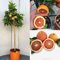 SAVINI VIVAI Pianta di Arancio Albero di Agrumi Arancio Tarocco Sanguinello in Vaso da 24 cm Altezza 90-110 cm 3-4 Anni di innesto Made Italy
