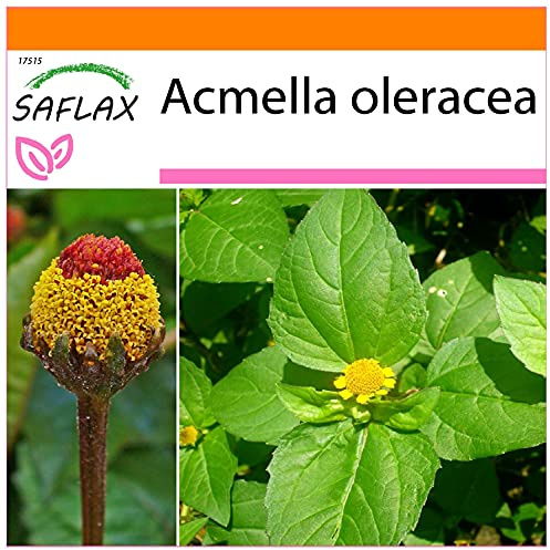 SAFLAX - Garden in the Bag - Crescione del Brasile - 500 semi - Acmella oleracea