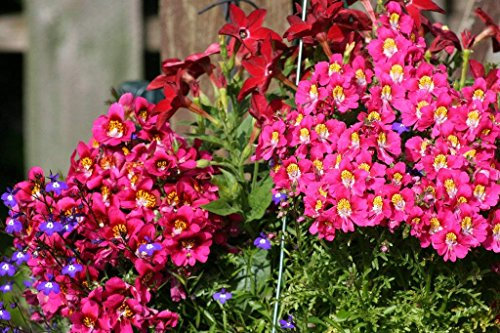Potseed . Blumensamen: Schizanthus Angel Wings Pflanze Blumensamen für Büro Garten [Home Garten Samen Eco-Pack] Pflanzensamen