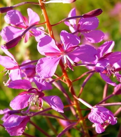 90 graines de fleurs d'épilobe
