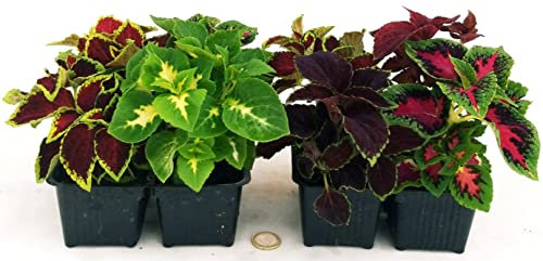 POWERS TO FLOWERS - COLEUS MIX IN VASCHETTA, 8 PIANTE, piante vere