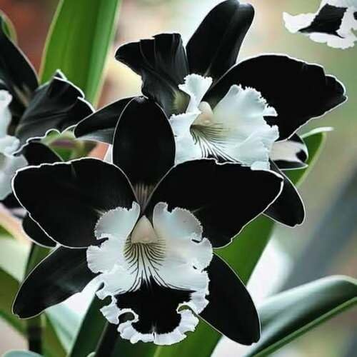 50 semi di orchidee Phalaenopsis bianche nere