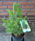 japanische Mädchenkiefer Pinus parviflora Glauca 50-60 cm hoch im 7,5 Liter Pflanzcontainer
