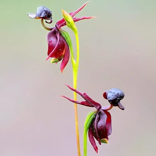 fliegende ente orchideesamen exotische blumenwiese mehrjährig Caleana major bonsai blumensamen balkon winterharte kübelpflanzen wohnzimmer deko topfpflanzen gartenblumen seltene 60pcs