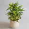Dracaena Reflexa Song of Sri Lanka | Dragon Tree | Houseplants | 13cm Pot
