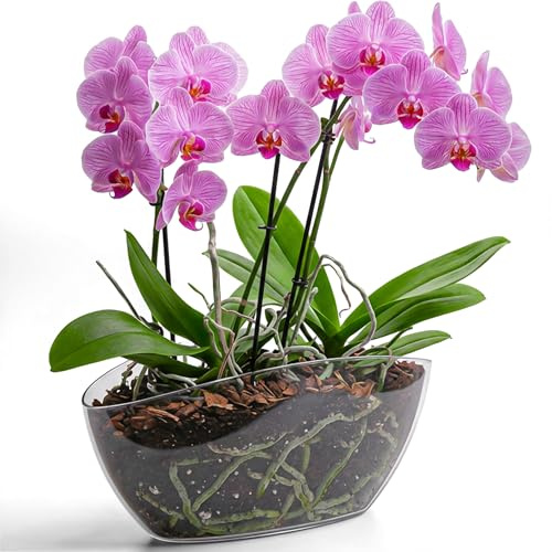 KONZEPT Blumentopf Gross Innen Übertopf für Orchideen Oval Transparent Schale Deko für Pflanzen & Sukkulenten
