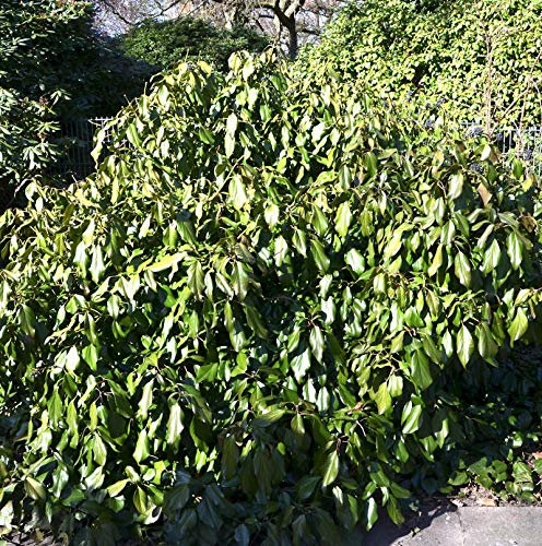 Kaukasischer Strauch Efeu 25-30cm - Hedera colchica Arborescens
