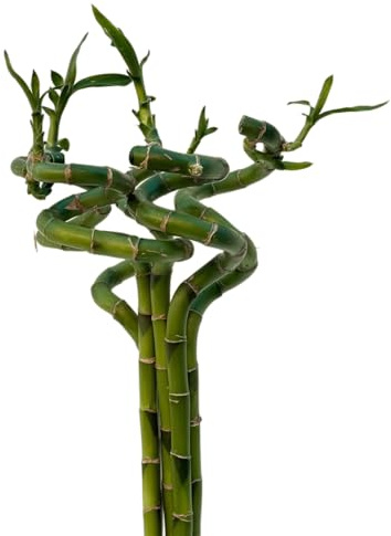 VANDAS Lucky Bamboo – Dracaena Sanderiana | Bamboo della Fortuna | Pianta Ornamentale Coltivabile in Acqua | Vari Steli e Altezze (5, 80 Cm)