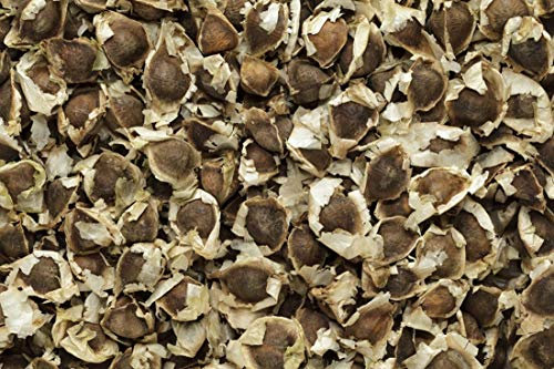 Moringa oleifera - 200 Samen - Meerrettichbaum -