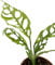 Fangblatt - Monstera obliqua Peru - zierliches Fensterblatt - seltene Grünpflanze - mit filigranen Blättern