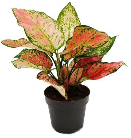 Exotenherz Aglaonema Crimson Love - Buntblättriger Kolbenfaden - Ausgefallene Sorten - 12cm - ca. 25-30cm hoch
