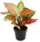 Aglaonema Crimson Love - Buntblättriger Kolbenfaden - Ausgefallene Sorten - 12cm - ca. 25-30cm hoch