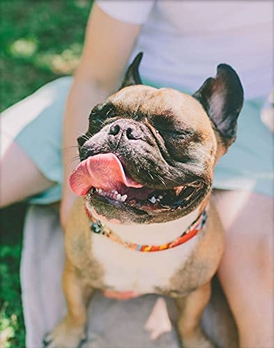 PETGDS 5D Hund Diamond Painting Set, Diamant Malerei Bulldogge (30x40cm)