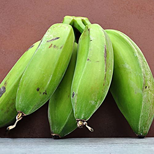 winterharte bananensamen - bananen samen - winterhart essbar bananen pflanzen,bonsai baum obst samen, kletterpflanzen winterhart echte pflanzen für drinnen obstbaum kübelpflanzen 200 Stück