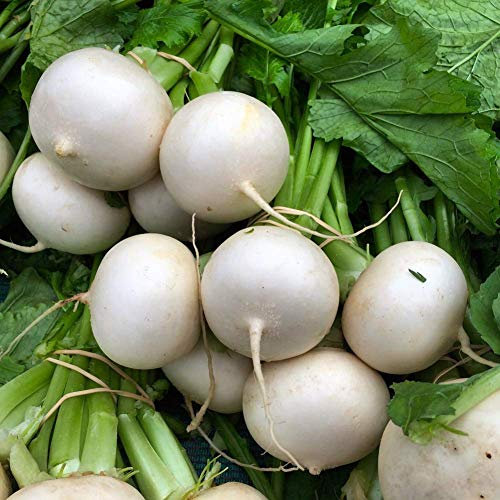 Graines de radis blanc rond 300+ Facile à cultiver Radis bio Graines fraîches Graines de légumes blancs pour la maison Jardin Jardin extérieur Plantation agricole