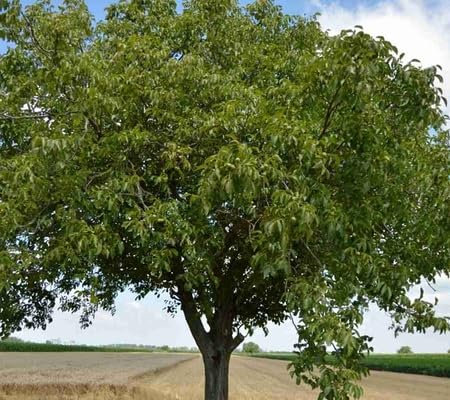 50Pcs Walnut Tree Seeds