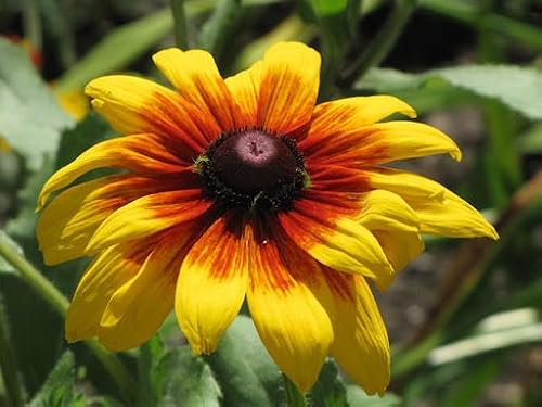 RAUER SONNENHUT ORANGE FUDGE - Rudbeckia hirta 20+ Samen einjährige E 382