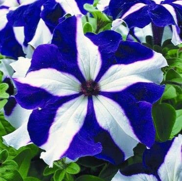 Berserk Angebote Promotion Balkon Topf Seltene blaue weiße Petunie-Blumen-Samen Blütenpflanzen 100 Partikel/lot Samen