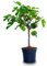 Higuera Natural Árbol de Cultivo Mediterráneo