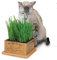 seedsown 10 Graines Pistachier Noix (Pistacia Vera)