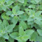 Echte Katzenminze ca. 500 Samen - Nepeta cataria, mehrjährig