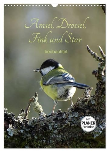 Amsel, Drossel, Fink und Star - beobachtet (Wandkalender 2026 DIN A3 hoch), CALVENDO Monatskalender: Hier ein kleiner Auszug aus unseren heimischen Wild- bzw. Gartenvögeln. (CALVENDO Tiere)