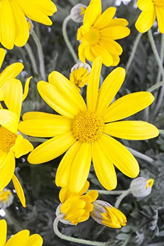 Euryops chrysanthemoides – Immergrün, Mehrjährig, Pflegeleicht – Strauchmargerite – Kübelpflanze für Terrasse & Balkon