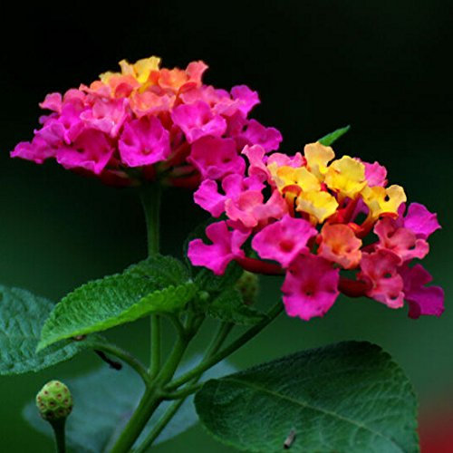 Transformation Rose Garden Exotische Pflanzenblumensamen – 30 Partikel