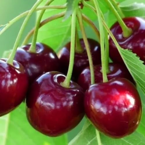 PIANTA DA FRUTTO CILIEGIA DURONA 1 in vaso 20 - età 2/3 anni
