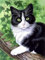 VAIIEYO DIY 5D Diamond Painting Katze, Diamant Painting Bilder Malerei Kits Tier, Malen Nach Zahlen Diamant Home Wand Decor Gemälde Kreuzstich Diamond Dekoration 30x40 cm