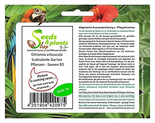 5 piante grasse, Othonna arbuscula da giardino, sementi B3, Seeds Plants Shop Samenbank Patrik Ipsa