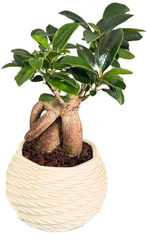 I GIARDINI DI GIULIA - Bonsai Ficus Ginseng in Vaso di Ceramica Artigianale “Carina” Ø10 cm H.23 | Pianta Vera da Interno Elegante e Facile da Curare | Idea Regalo Naturale