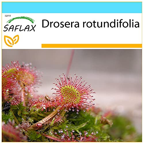SAFLAX - Geschenk Set - Rundblättriger Sonnentau - 50 Samen - Mit Geschenk- / Versandbox, Versandaufkleber, Geschenkkarte und Anzuchtsubstrat - Drosera rotundifolia
