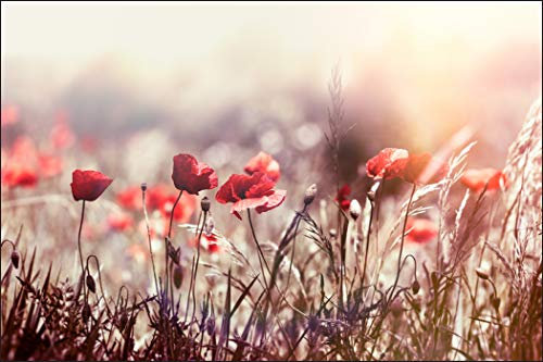 Muralo Papier Peint Coquelicots Fleurs 270 x 405 Vinyle Champs Vue Pittoresques - 196338162