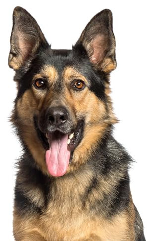 younikat Fensterbild Hund Deutscher Schäferhund I beidseitig Bedruckt I 40,5 x 23,8 cm I statisch haftend I wiederverwendbar I dv1318