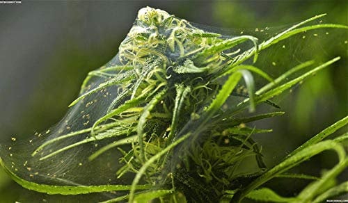 ClearOFF Organic Red Spider Mite Killer & Protective Grow Shield - TETRANYCHUS URTICAE - Hydroponic - 100% Natural Powder - Physical Action Insecticide - Chemical Free (400g)