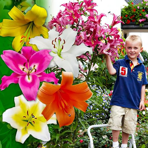 Collection de Bulbes de Lys Géants - Paquet de 15 pièces en 5 Variétés et Couleurs - Bulbes de Fleurs Rustiques des Pays-Bas pour Jardin (gros, pas de graines, non artificiels)