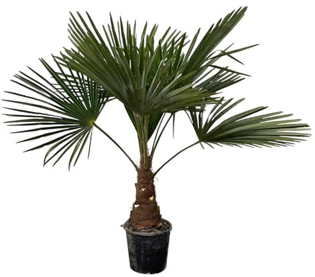 Trendyplants Trachycarpus Fortuneii, altezza 170-190 cm, rustico, palma cinese, pianta da giardino, diametro 30 cm