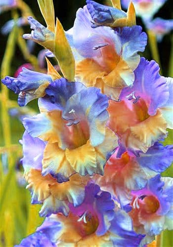 Gladiolenzwiebeln,Winterhart,Gladiolen Knollen,Viele Blumen,Gartenzwiebeln,Gladiolen,Gladiolen Zwiebeln Winterhart,FrüHblüHend,Zauberzwiebeln-5zwiebeln-B