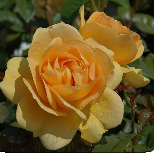 Yellow Rose Bush Plant for Garden, 3 Litre Pot, British Grown