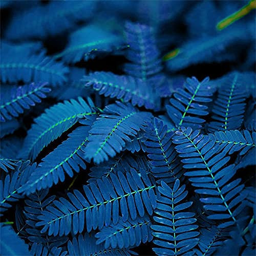 Haloppe 10/20/50 Unids Mimosa Pudica Semillas de Plantas para la Plantación de Jardín en Casa, Único Azul Mimosa Pudica Semillas Jardín Bonsai Plantas Decoración para el hogar 50 pcs