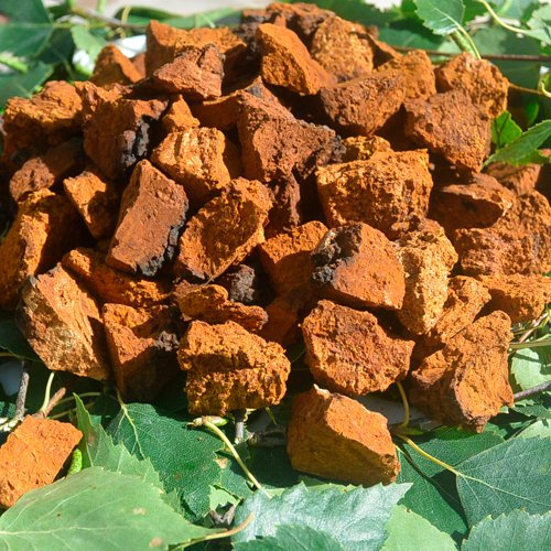 Chaga-Brocken 450g. gehackt bis zu 5 cm.