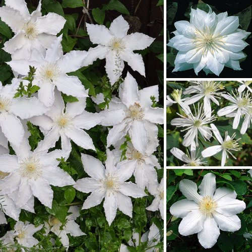 1 CLÉMATITE BLANCHE PLANTE GRIMPANTE FLORIFÈRE RUSTIQUE EN POT